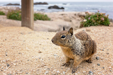 California ground squirrel. On the beach Northern California, USA