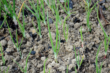 bunch the ripe green onion plant growing in the farm.