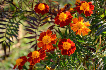 bunch the red yellow marigold flower with leaves in the garden.