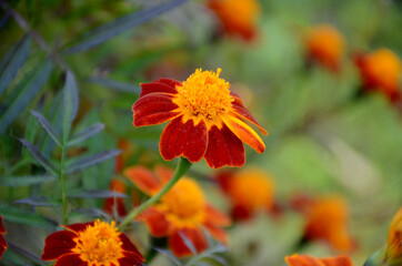 the red yellow marigold flower with leaves in the garden.