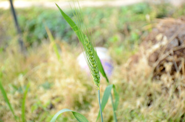 the green ripe wheat stitch growing in the farm.