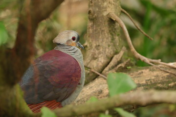 bird