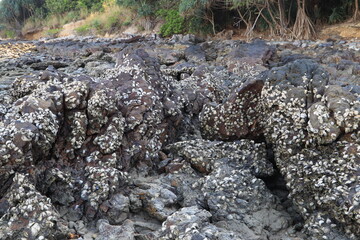 Molluscs that live on rocks