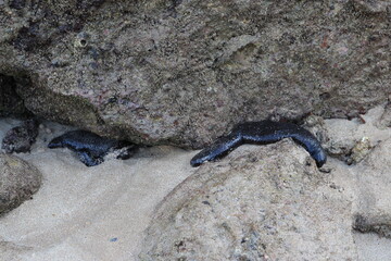 Sea cucumber is hiding from the sun in nature sea of Thailand