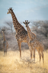 Naklejka na ściany i meble Southern giraffe and baby stand near another