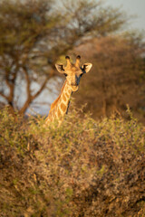 Southern giraffe eyes camera from over bush
