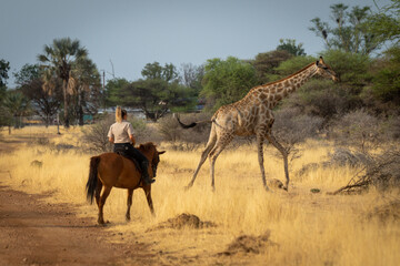 Fototapeta na wymiar Southern giraffe gallops past blonde on horseback