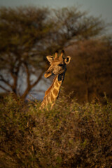 Southern giraffe pokes its head over bush