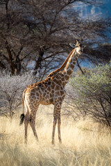Southern giraffe stands amongst bushes eyeing camera