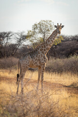 Naklejka na ściany i meble Southern giraffe stands beside track eyeing camera