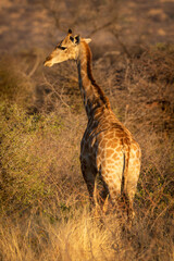 Southern giraffe stands by thornbush looking round