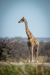 Southern giraffe stands on ridge near bushes