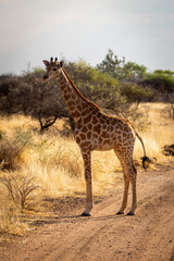 Southern giraffe stands on track eyeing camera
