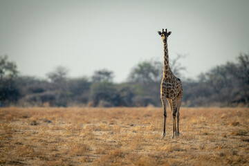 Southern giraffe stands on savannah facing camera