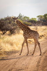Naklejka na ściany i meble Southern giraffe walks across track eyeing camera