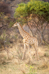 Southern giraffe walks across clearing in profile