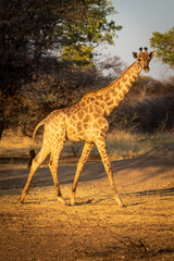 Naklejka na ściany i meble Southern giraffe walks past tree eyeing camera
