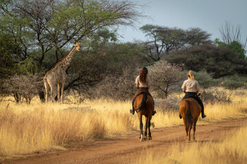 Southern giraffe watches two women on horseback