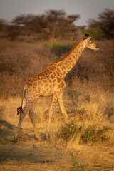 Naklejka na ściany i meble Southern giraffe walks through bushes at dusk