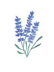 Obraz premium Bouquet with lavender flowers. White background. The illustration is hand-drawn in watercolour.