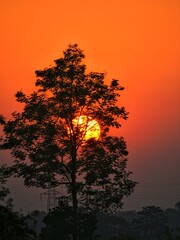 sunset and tree