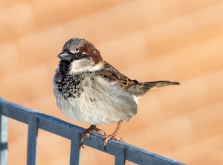 sparrow on a fence