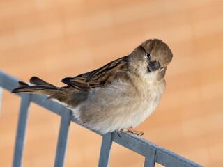 sparrow on a fence
