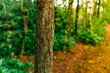 Obraz premium Tree in the forest on a sunny autumn day