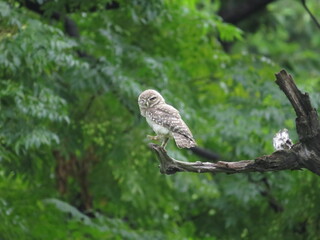 owl on the branch 