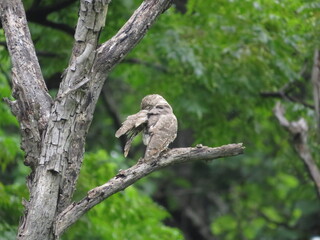 owl on the branch 