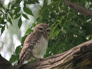 owl on branch