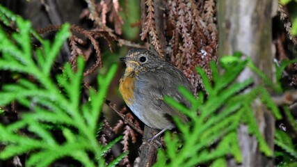 Ein junges Rotkehlchen sitzt versteckt hinter Blättern auf einem Ast - A young robin sits on a...