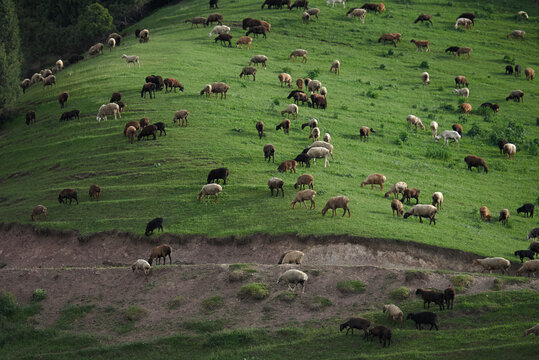 Sheeps grazing in the middle of field in the evening light in the mountains of Kyrgyzstan