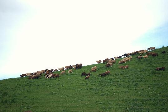 Sheeps grazing in the middle of field in the evening light in the mountains