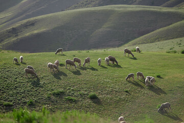 Sheeps grazing in the middle of field in the evening light in the mountains