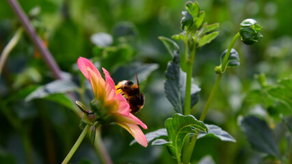 Eine Hummel auf einer farbenfrohen Blüte vor grünem Bokeh - A bumblebee on a colorful flower in...