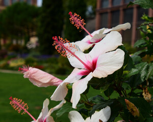 Weisse Hibiskusblüten vor schönem Bokeh - White hibiscus flowers in front of a beautiful bokeh © joerghartmannphoto
