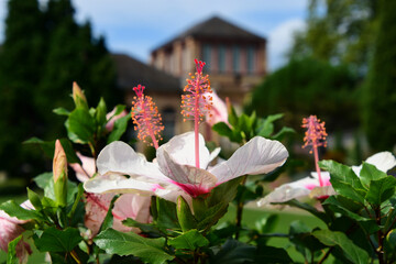 Weisser Hibiskus im botanischen Garten -  White hibiscus in the botanical garden © joerghartmannphoto