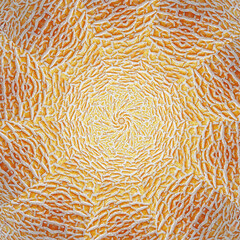 kaleidoscopic pattern of cantaloupe skin