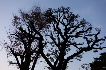 トワイライトの夕方、木の葉のシルエットロマンス