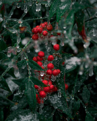 red berries on a bush