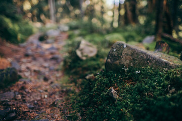 Obraz premium A close up of a rock