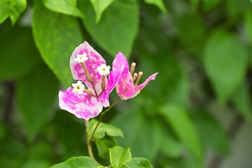 Obraz na płótnie Canvas pink flowers with blurry background in the garden