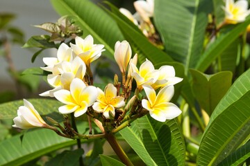 Close up of Cambodia tree in bloom with white and yellow flowers