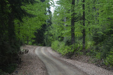 Fototapeta na wymiar the road in the forest 