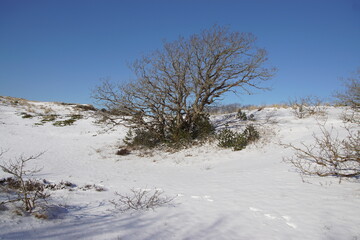 Oak trees with winding branches in the snow in the Dutch dunes near the village of Bergen. Winter, February.