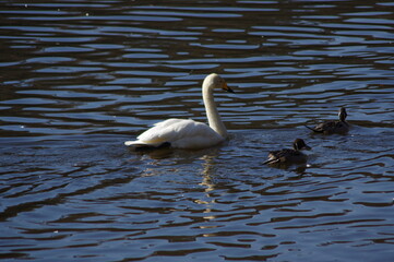 Fototapeta premium 厳しい寒さを避けて越冬で飛来地へと渡ってきた、美しい白い羽毛のオオハクチョウ