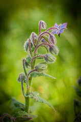 close up of a flower