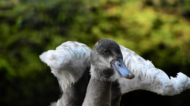 Ein junger Coscorobaschwan streckt seine Fl&uuml;gel - A young Coscoroba swan stretches its wings