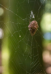 spider on web